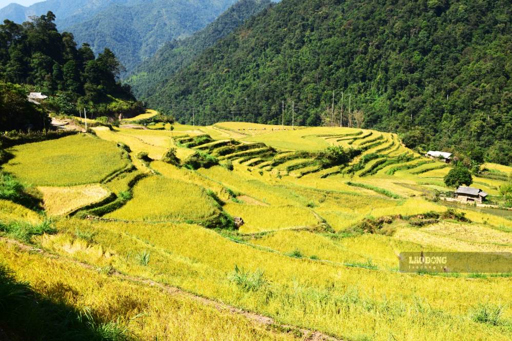 Người dân nơi đây có truyền thống trồng lúa nếp tan trên ruộng bậc thang. Do độ cao và khí hậu lạnh đến sớm, lúa ở khu vực đỉnh Sam Síp chín muộn hơn các địa phương khác khoảng nửa tháng. Ảnh: Trường Sơn