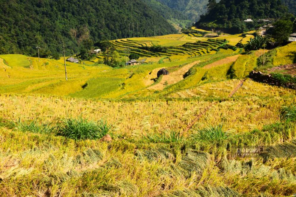 Gia đình ông Tòng Văn Ảnh ở bản Ít có gần 1ha ruộng bậc thang. Vụ này, gia đình thu hoạch hơn 5 tấn thóc. Việc sử dụng máy gặt cầm tay giúp giảm sức lao động trong mùa thu hoạch. Ảnh: Trường Sơn