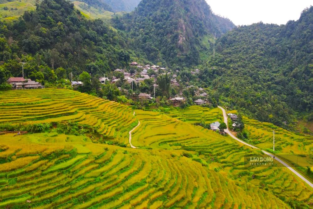 Nằm ở độ cao hơn 1.600m so với mực nước biển, hơn 300ha ruộng bậc thang tại 5 bản Ít, Hua Piệng, Huổi Liếng, Hua Nặm và Huổi Hốc, xã Mường La, đang vào mùa lúa nếp tan chín vàng. Ảnh: Ngô Tùng