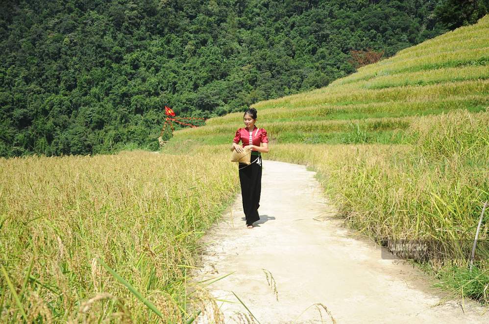 Mùa nếp tan không chỉ mang lại nguồn thu từ sản xuất nông nghiệp mà còn tạo cơ hội phát triển du lịch cộng đồng, gắn với bảo tồn ruộng bậc thang và gìn giữ bản sắc văn hóa dân tộc Thái ở vùng cao Mường La. Ảnh: Trường Sơn
