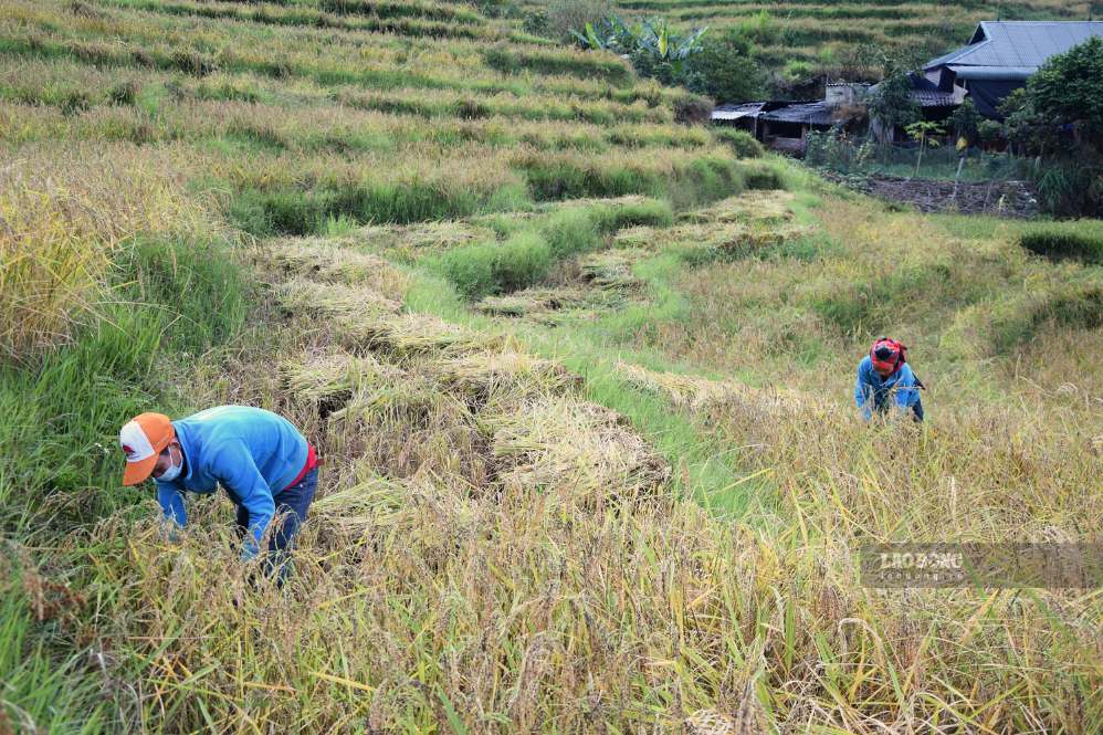 Lúa nếp tan được thu hoạch từ giữa tháng 10 đến khoảng ngày 15.11 hằng năm, với năng suất bình quân đạt 5,5 tấn/ha. Ảnh: Trường Sơn