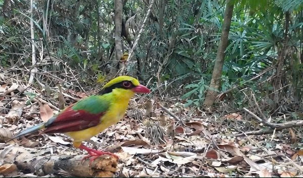 3 species of birds named in the red book discovered in a conservation ...