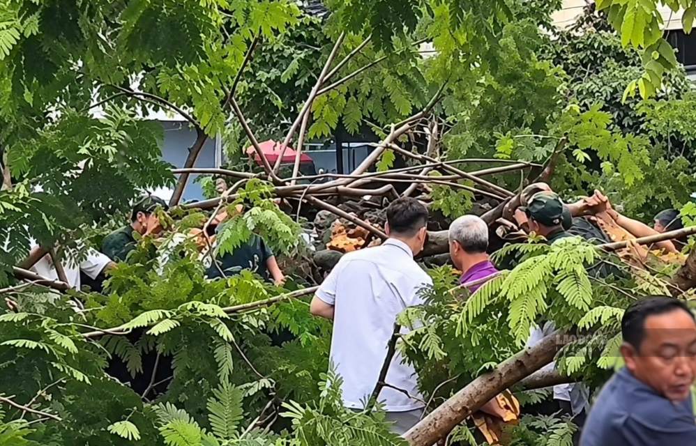 Flamboyant tree uprooted, crushing a man in Ho Chi Minh City to death