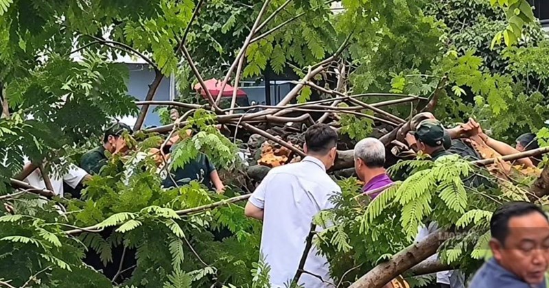 1787729 Flamboyant tree uprooted, crushing a man in Ho Chi Minh City to death
