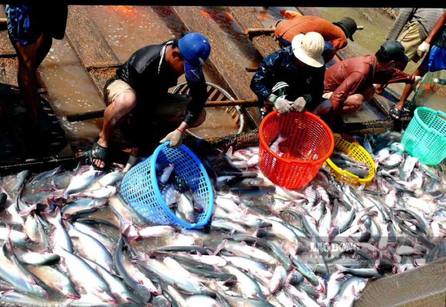 Đồng Tháp xác định phát triển thủy sản phải gắn với bảo vệ môi trường, sử dụng hợp lý tài nguyên và thích ứng với biến đổi khí hậu. Ảnh: Thanh Mai (Ảnh chụp trước thời điểm 1.7.2025)