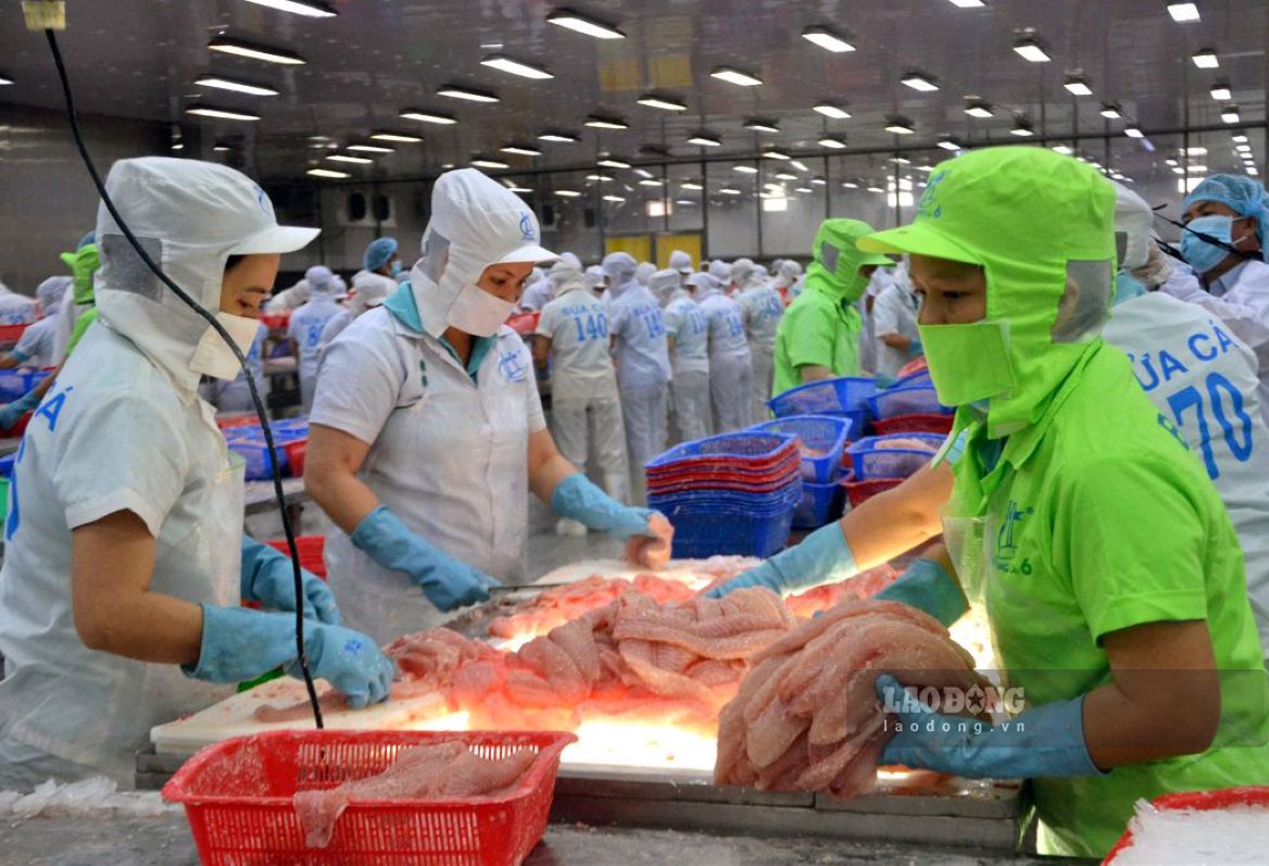 Bên cạnh đó, tập trung đẩy mạnh ứng dụng khoa học, công nghệ, đổi mới sáng tạo và chuyển đổi số vào lĩnh vực khai thác, bảo quản và chế biến thủy sản. Ảnh: Thanh Mai (Ảnh chụp trước thời điểm 1.7.2025)