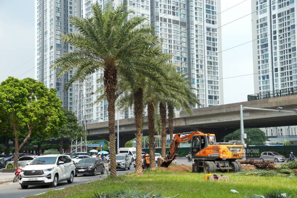 Hanoi informs about the relocation of green trees on Trung Thu street
