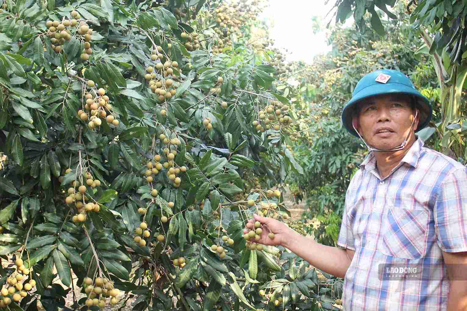 Hung Yen expands geographical indication, protects longan brand