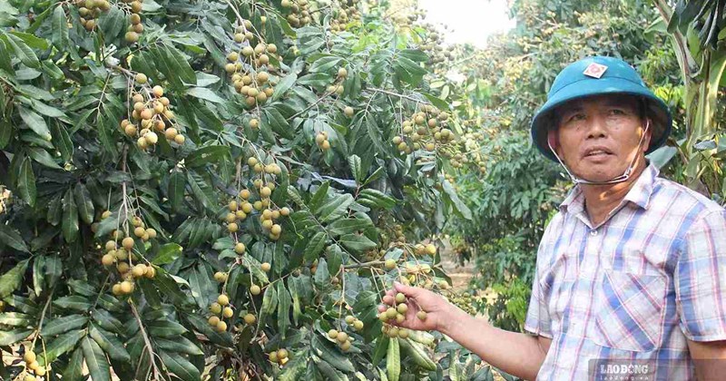 Indication Expansion Hung Yen expands geographical indication, protects longan brand
