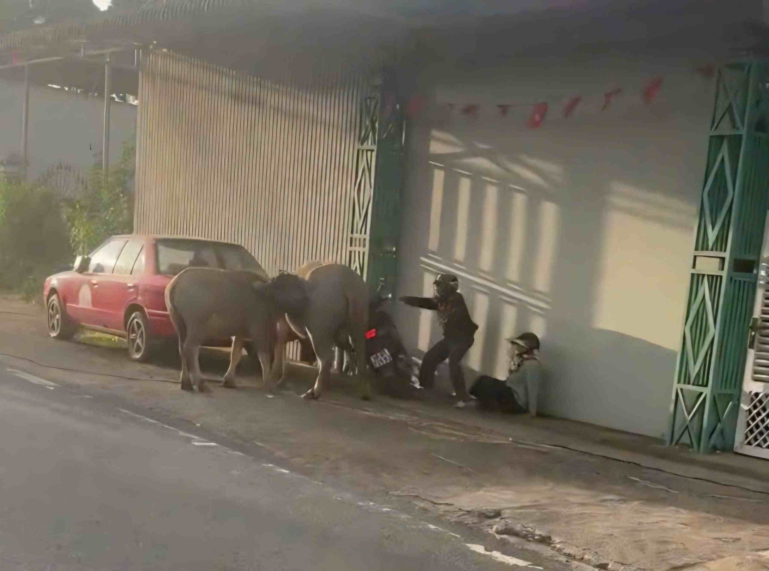 Trâu điên tấn công húc người bị thương phải nhập viện. Ảnh: Lam Anh