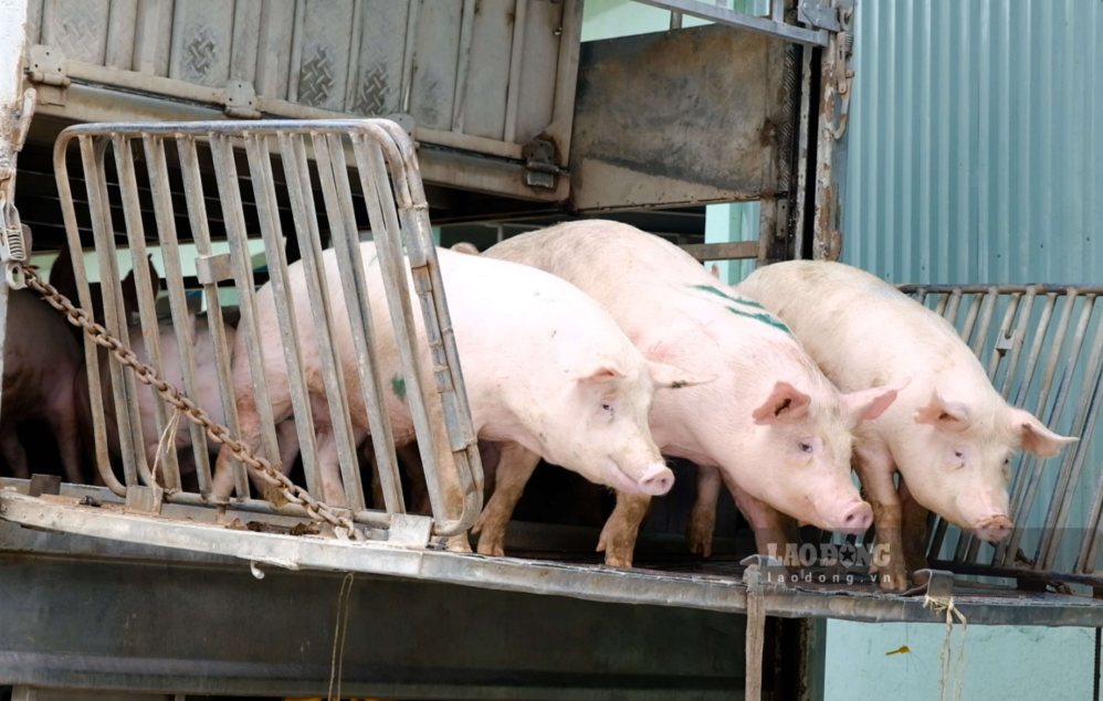 Live hog prices today, October 26th: Slight decrease, the lowest is ...