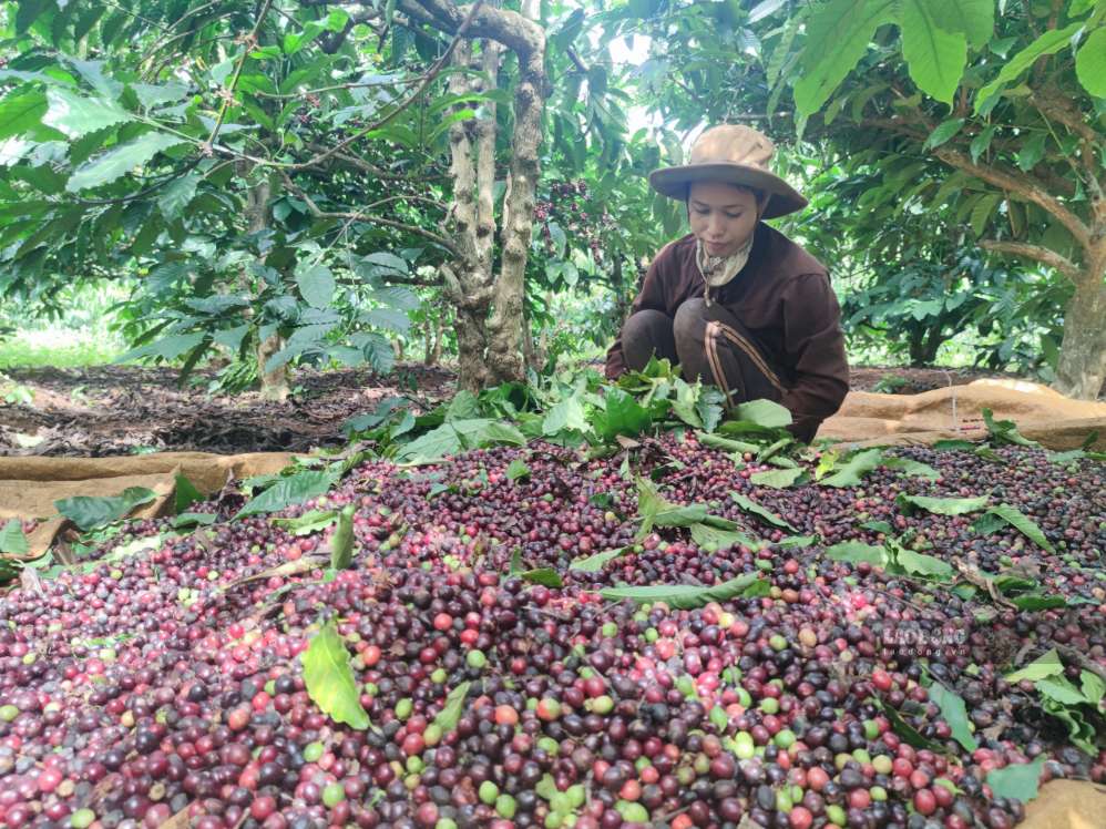 Coffee season is priced well, Police warn of theft prevention and control