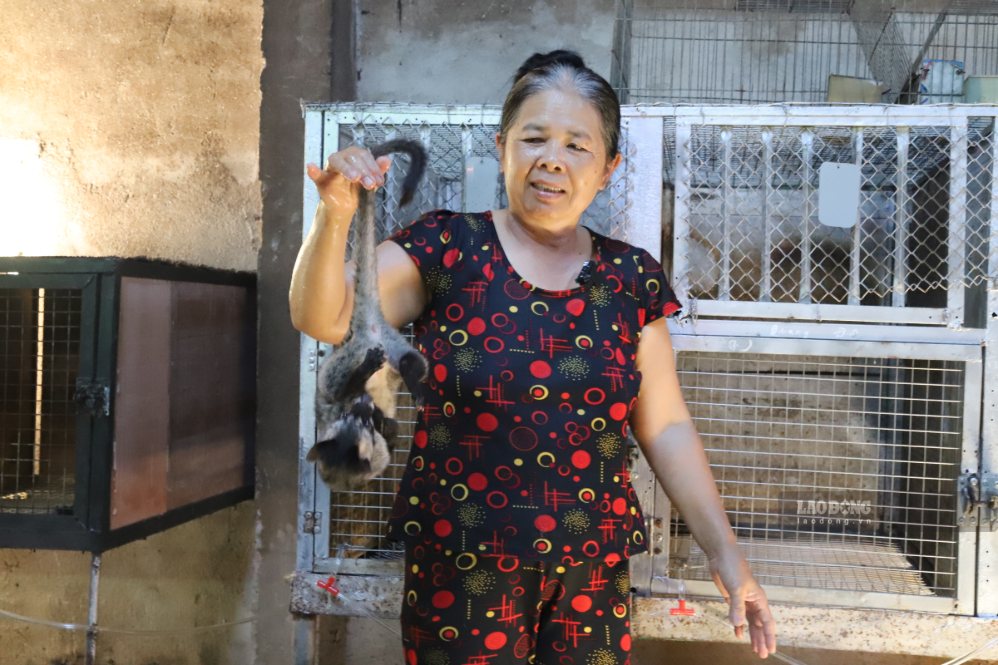 Các hộ nuôi dúi đã phát huy hiệu quả việc đa dạng hóa sinh kế ở khu vực nông thôn. Ảnh: Hữu Long