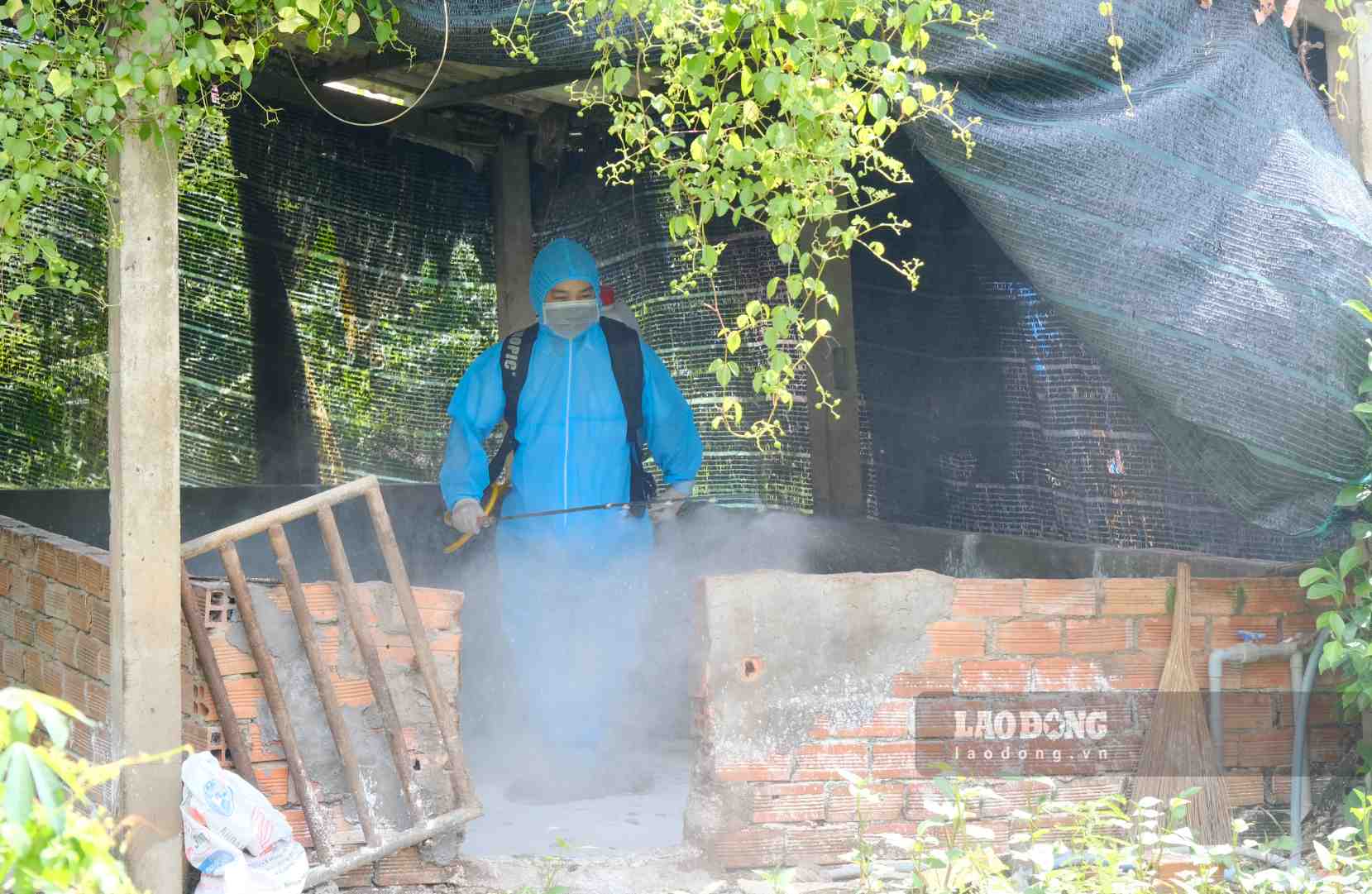 African swine fever diễn biến phức tạp, Can Tho tightens management of ...