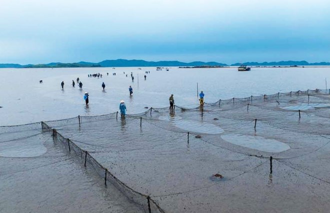 Liên ngành vào cuộc xử lý nuôi trồng thủy sản trái phép ở Quảng Ninh