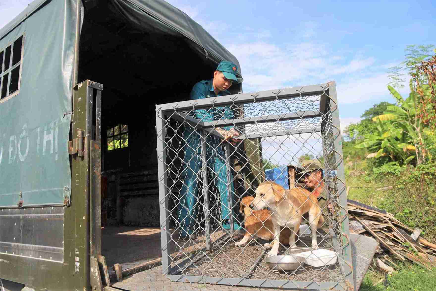 Launching a campaign to catch stray dogs in residential areas in Nam ...