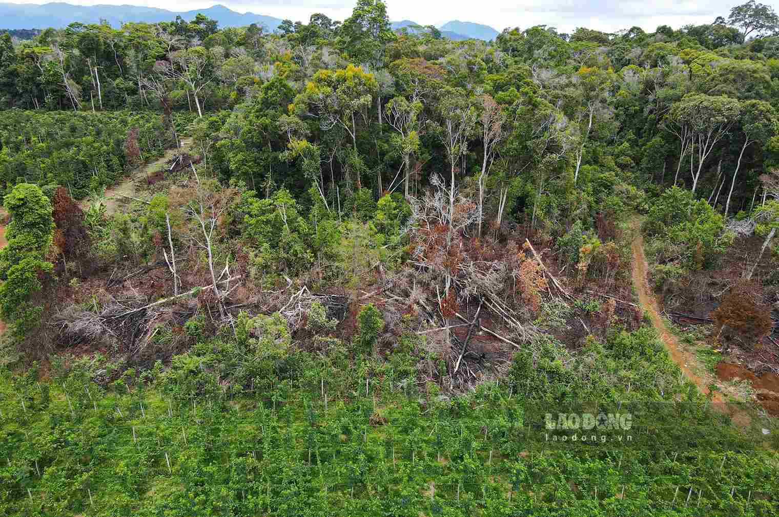 Lam Dong directs strict handling of forest destruction hotspots in ...