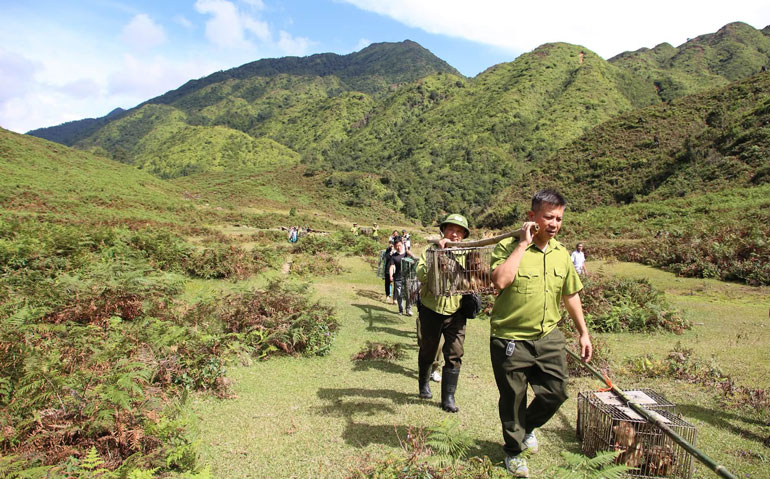 More than 200 animal traps and homemade guns discovered in Chu Yang Sin ...
