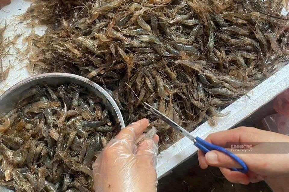 Nghề nuôi cá lồng và đánh bắt tôm sông được nhiều hộ ven hạ lưu sông Đà duy trì. Ảnh: Trường Sơn
