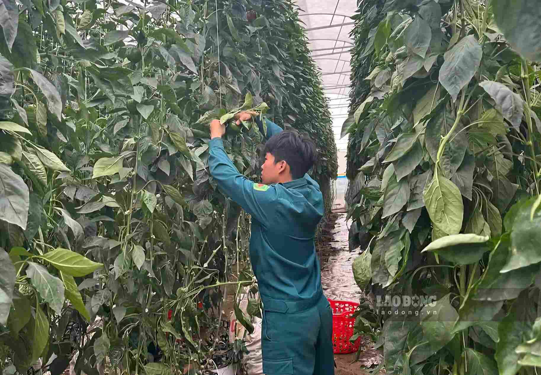 Cây trồng của người dân xã Bảo Lâm 2 bị hư hỏng do mưa lũ gây ngập vào sáng 4.10. Ảnh: Phúc Khánh 