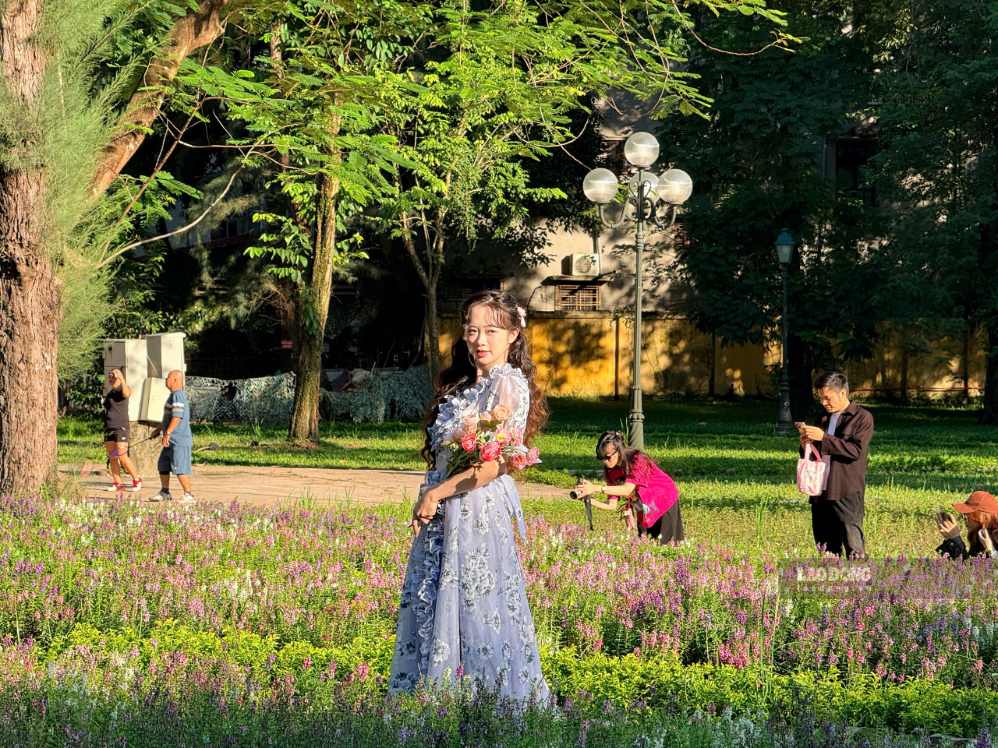 Vườn hoa violet thơ mộng thu hút giới trẻ check-in mùa thu Hà Nội
