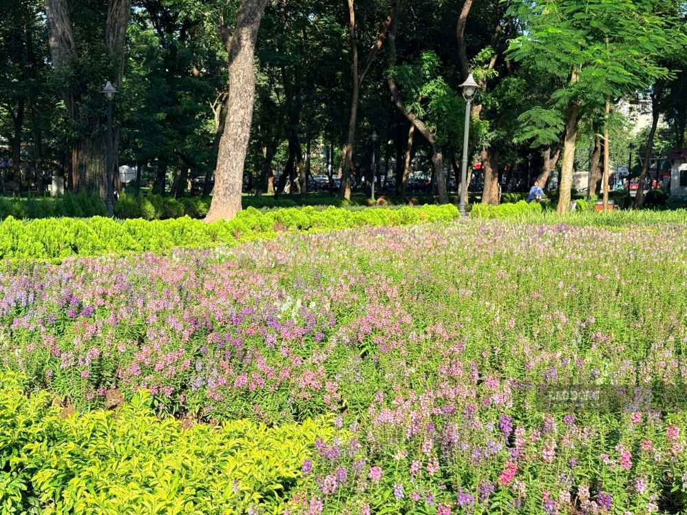 Thảm hoa violet tím, hồng, trắng trải rộng tạo nên một góc cảnh quan rực rỡ giữa không gian xanh của Công viên Thống Nhất. Ảnh: Thảo Anh