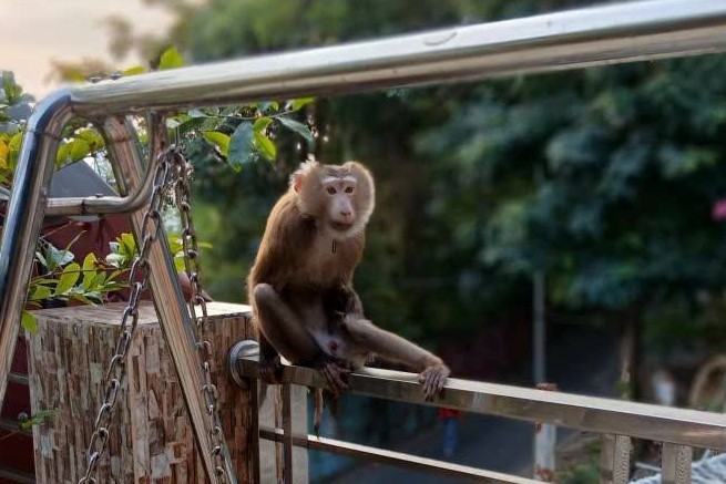 The wild monkey individual believed to have bitten many people has a neat physique, short tails, and a chain neck. Photo: NVCC