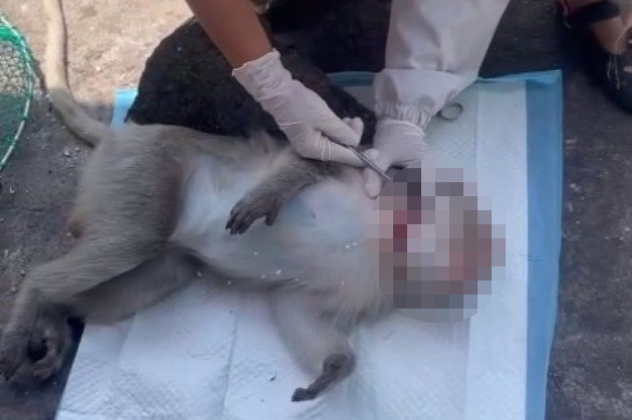 Cá thể khỉ bị bắt chiều 31.1, có đuôi dài, cổ quấn dây kim loại. Ảnh: NDCC