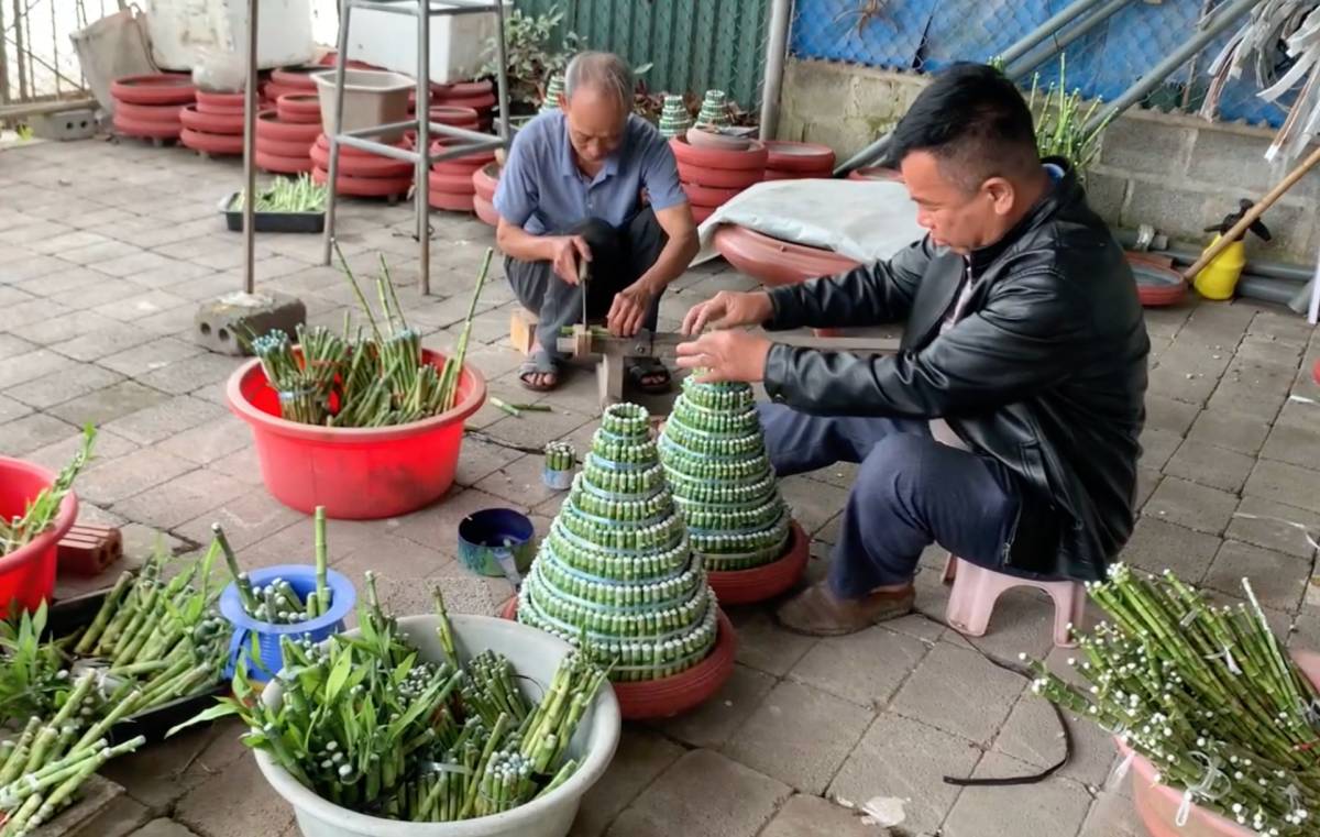 Lucky bamboo trees in Tien Hung commune, Hung Yen province are selling well near Tet. Photo: Luong Ha