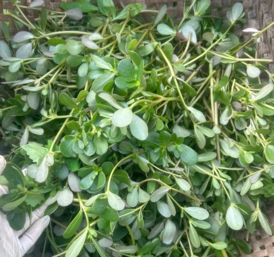 Purslane has the effect of supporting liver detoxification. Photo: Quang Minh.