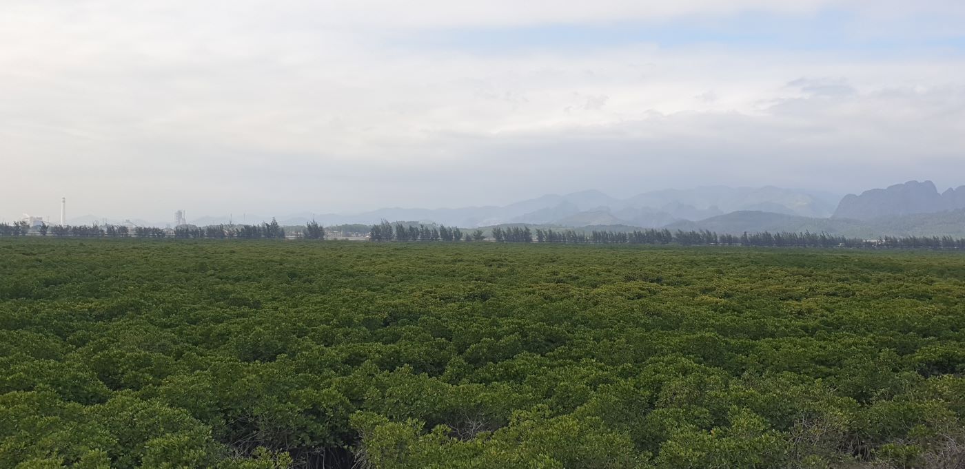 Phía trước khu vực quy hoạch xây dựng Trung tâm hành chính mới của tỉnh Quảng Ninh còn khá nhiều rừng ngập mặn. Ảnh: Nguyễn Hùng