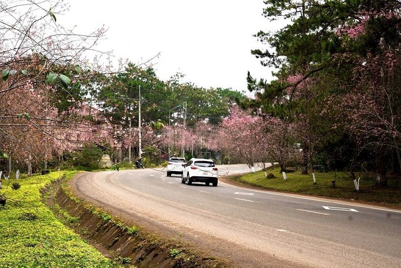 Các tuyến đường ở Măng Đen rợp bóng hoa mai anh đào. Ảnh: Hà Nguyên