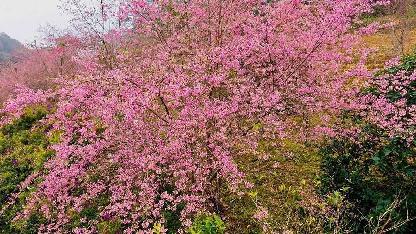 桜は穏やかで純粋な美しさを持っています。写真:ハ・グエン
