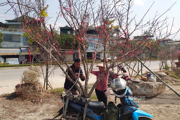 Mr. and Mrs. Lo Van Son (Thanh Nua commune, Dien Bien province) transport wild peach branches to the city for sale. Photo: Quang Dat