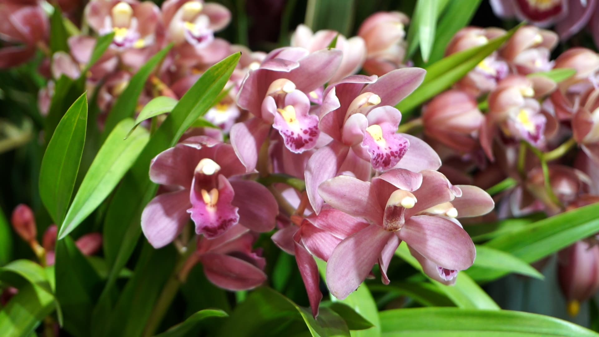 Hoa địa lan được nhiều người ưa chuộng nhờ hương thơm nhẹ và độ bền cao. Ảnh: Huyền Anh