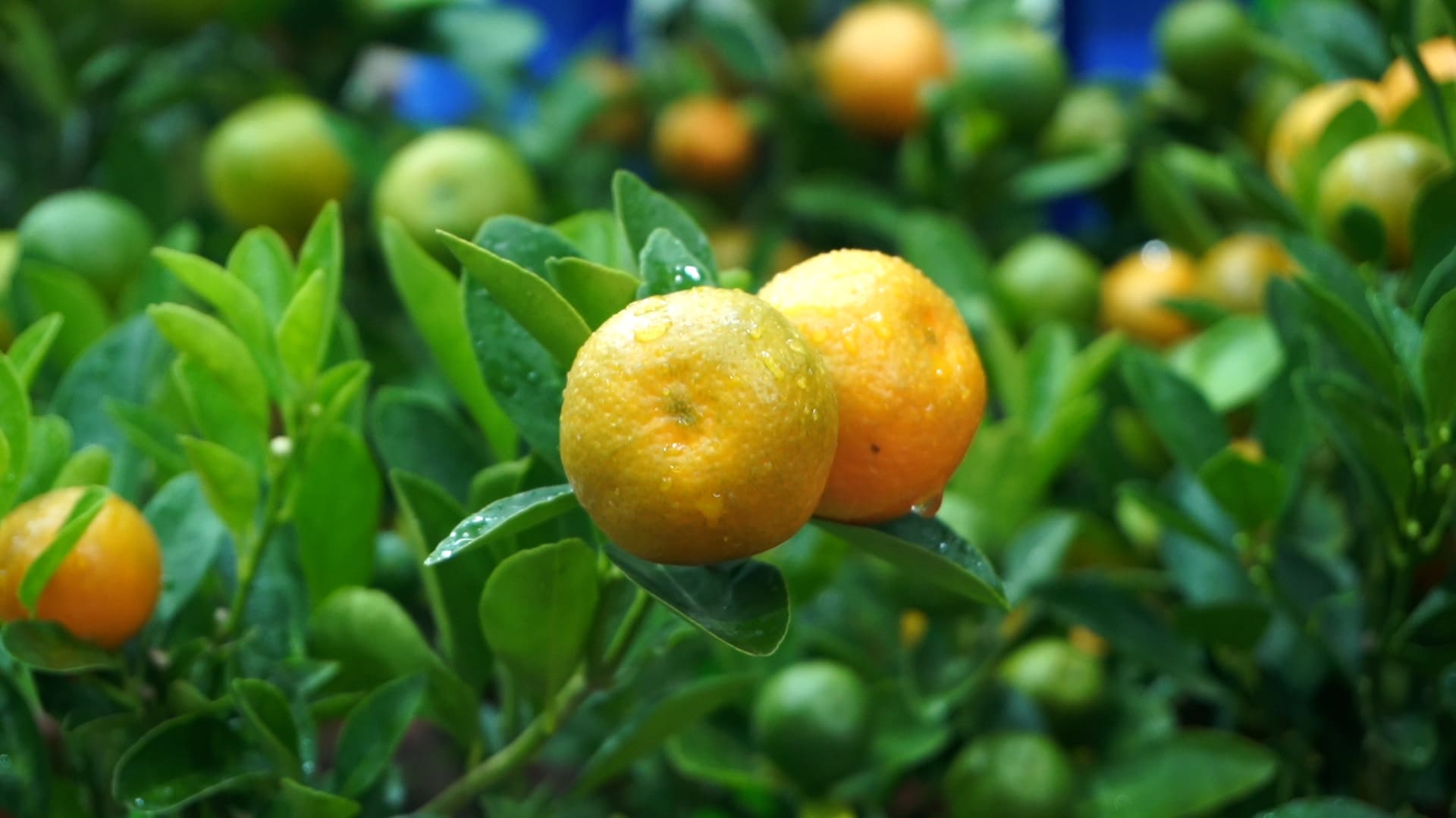 Đào, quất truyền thống vẫn giữ sức hút riêng trong dịp Tết. Ảnh: Huyền Anh