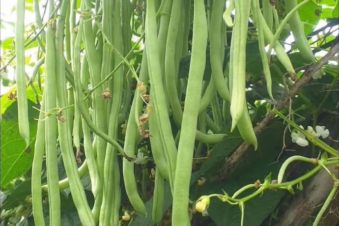 노동자들은 뼈를 튼튼하게 유지하기 위해 식단에 깍지콩을 많이 추가할 수 있습니다. 사진: 키에우 부