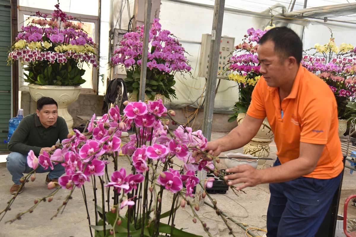 Chủ nhà vườn và khách hàng chỉnh sửa dáng chậu lan hồ điệp trước khi xuất bán. Ảnh: Đoàn Hưng