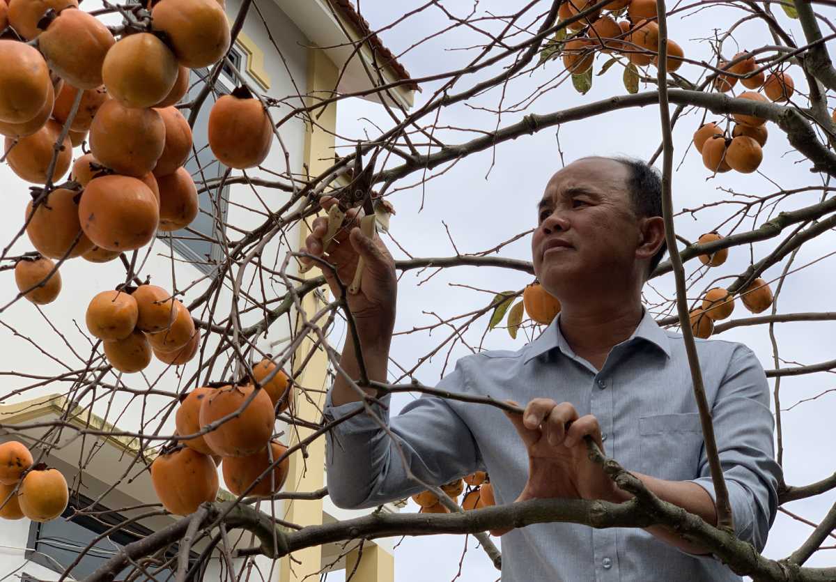 Ancient rose tree of Mr. Pham Van Cu. Photo: Luong Ha