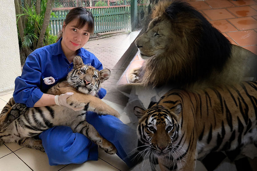 The story of people celebrating Tet with "animals" for more than 20 years