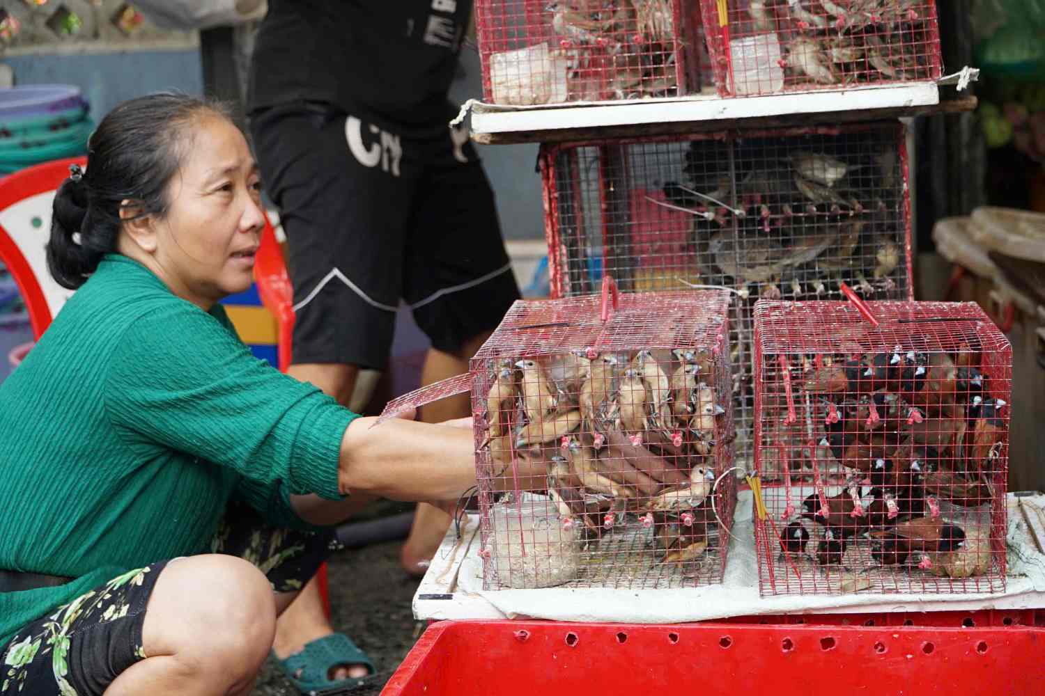 Hoạt động thả cá, phóng sinh thu hút đông đảo người dân tham gia vào sáng sớm. 