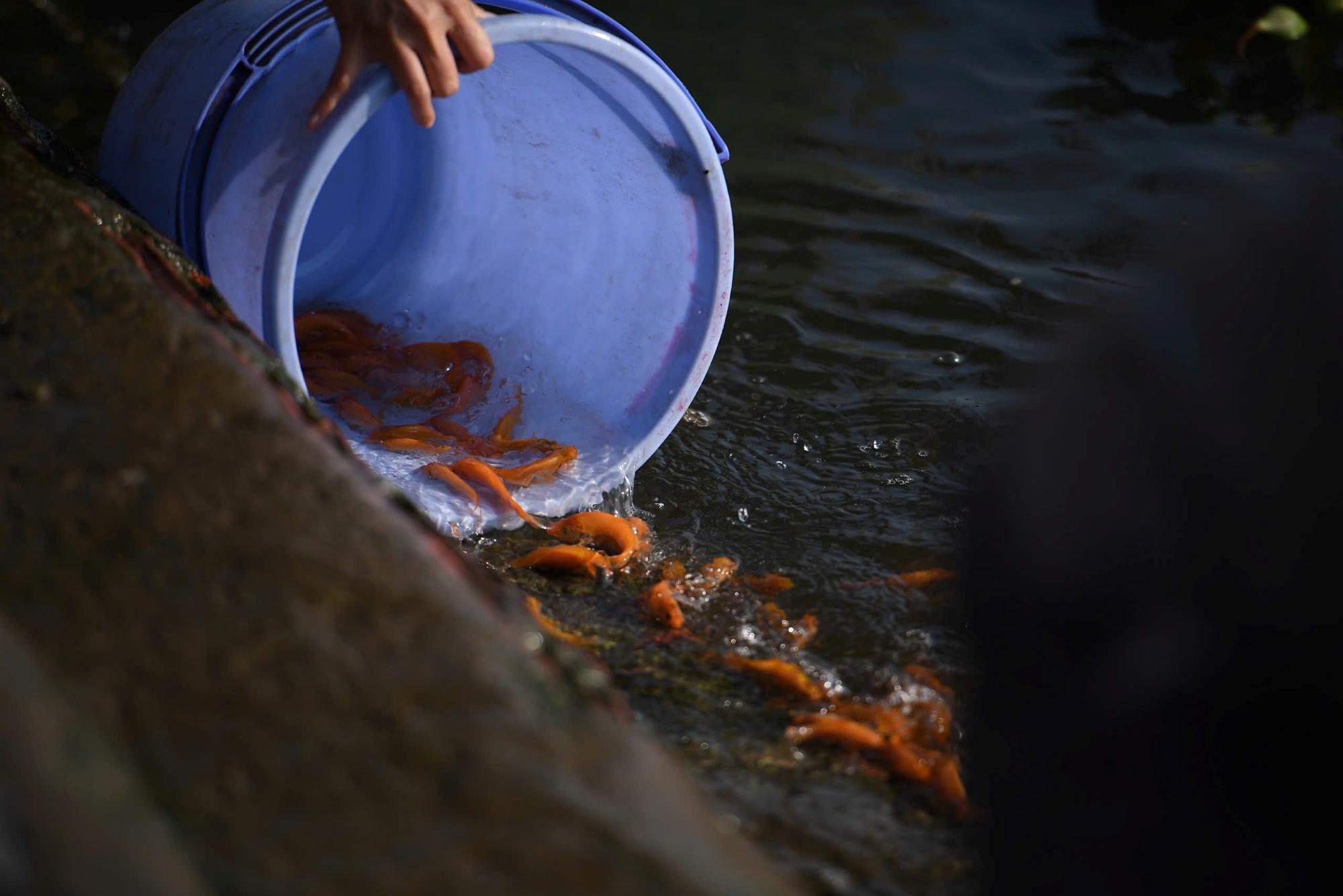 Cá chép được người dân phóng sinh, cầu mong năm mới bình an.