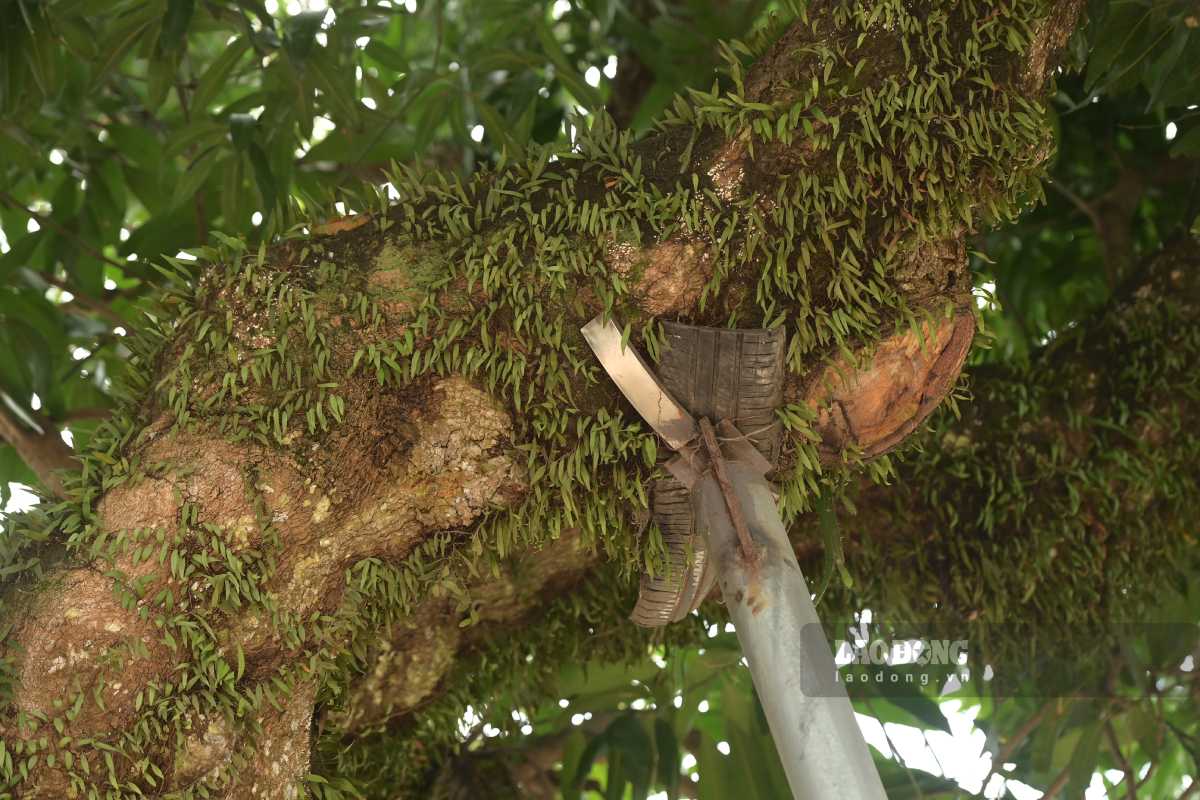 Thân, cành cây được chống đỡ bằng cột típ sắt. Ảnh: Hà Vi