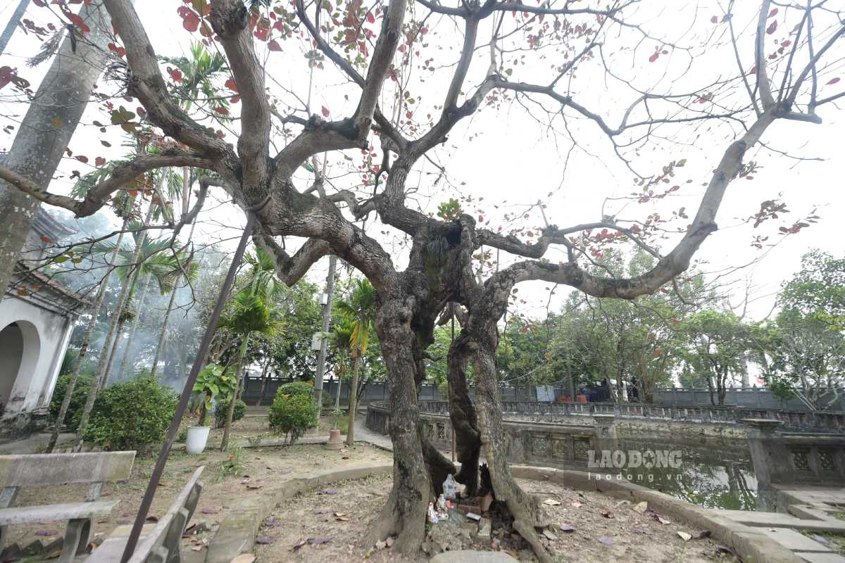 Cây bàng hơn 100 năm tuổi, thân đã rỗng ruột. Ảnh: Hà Vi