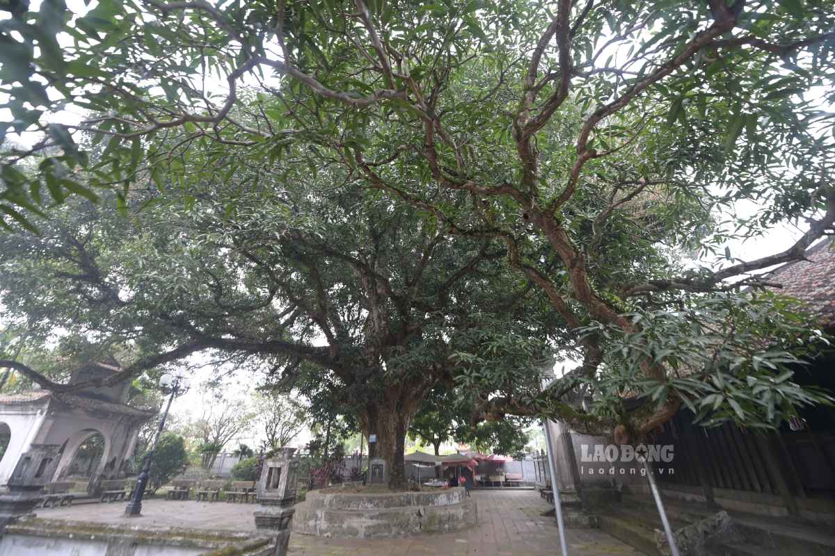 Hai cây muỗm ở chùa Phổ Minh được công nhận là cây di sản năm 2012. Ảnh: Hà Vi