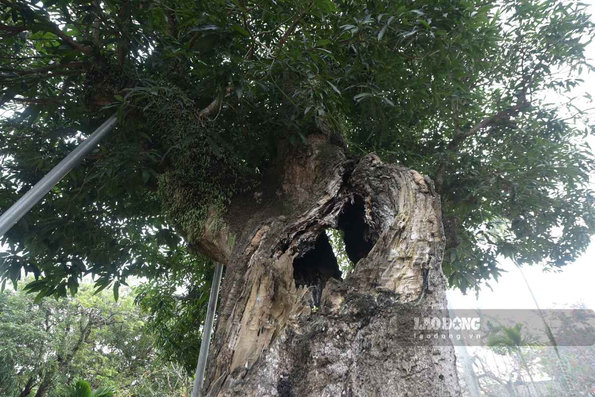 Phần thân cây rỗng như “hang động” nhỏ độc đáo. Ảnh: Hà Vi