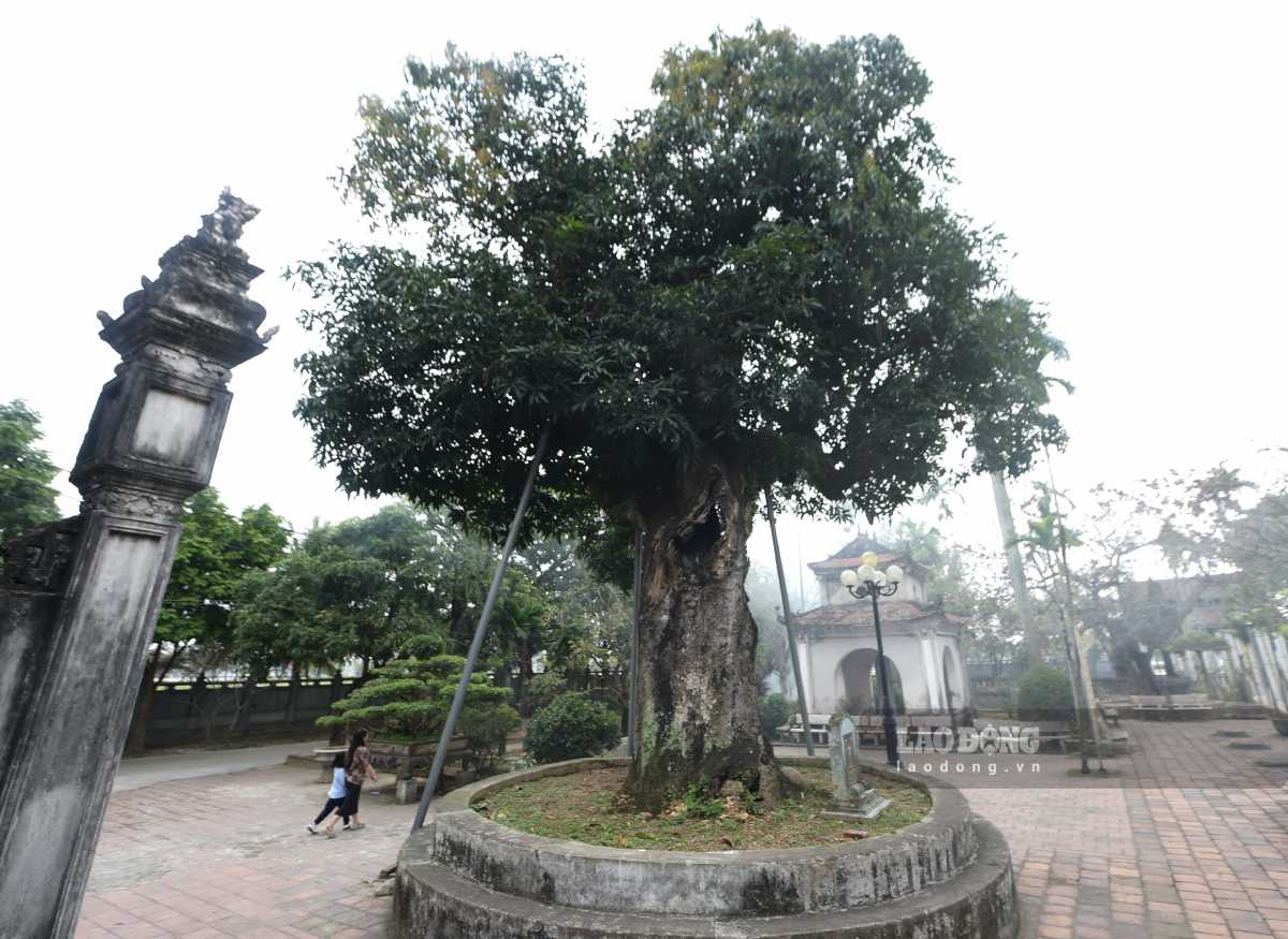Unique hollow heritage muỗm tree at Pho Minh Pagoda. Photo: Ha Vi