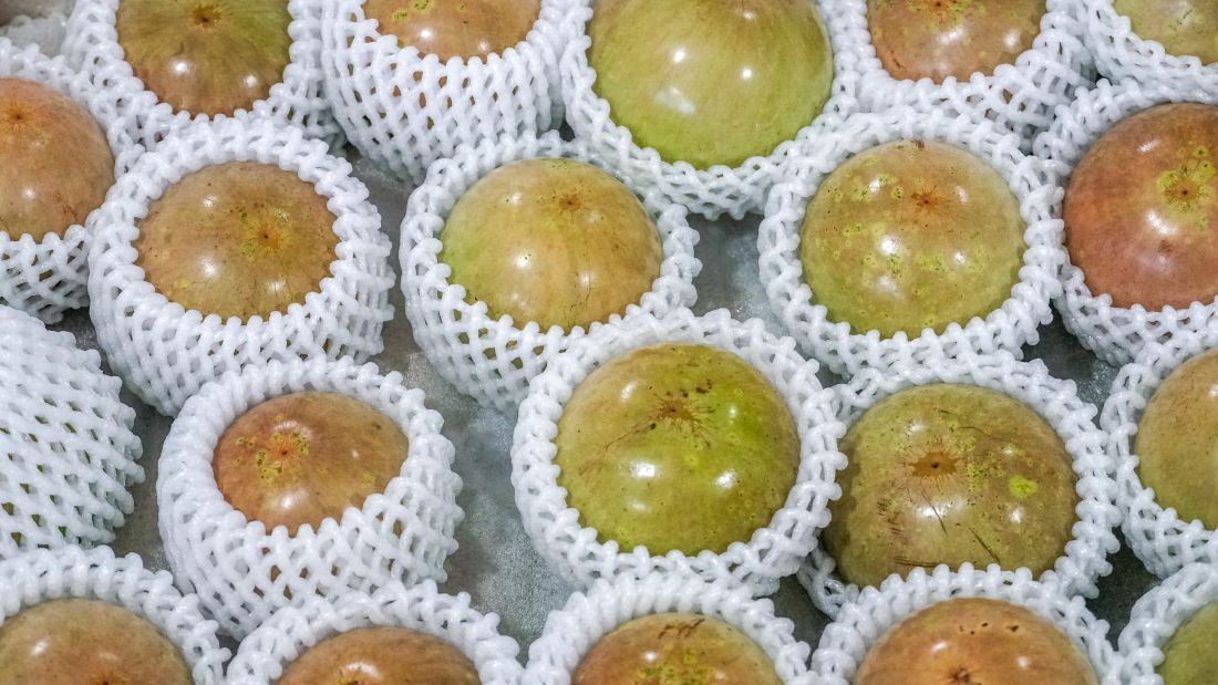 Vú sữa đạt chuẩn xuất khẩu có mẫu mã đồng đều, được bao trái cẩn thận. Ảnh: Phương Anh