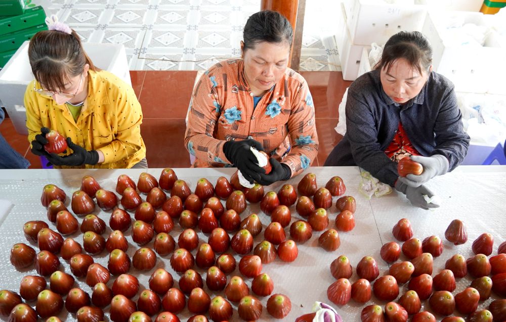 Mận sau thu hoạch được sơ chế, chuẩn bị đưa đi tiêu thụ. Ảnh: Phương Anh