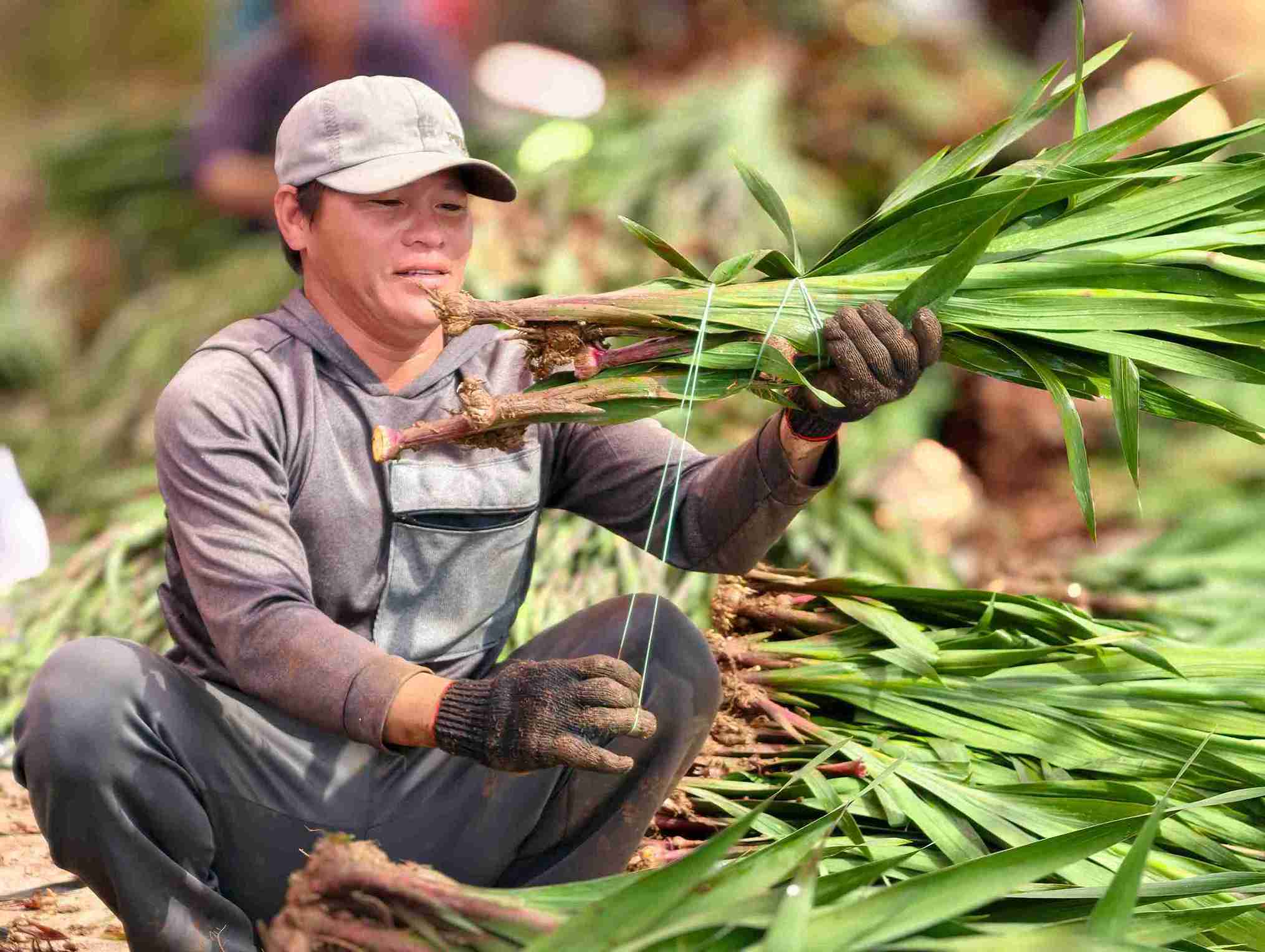 So với những năm trước, năm nay hoa lay ơn có giá cao hơn nhiều. Ảnh: Phúc Khánh 